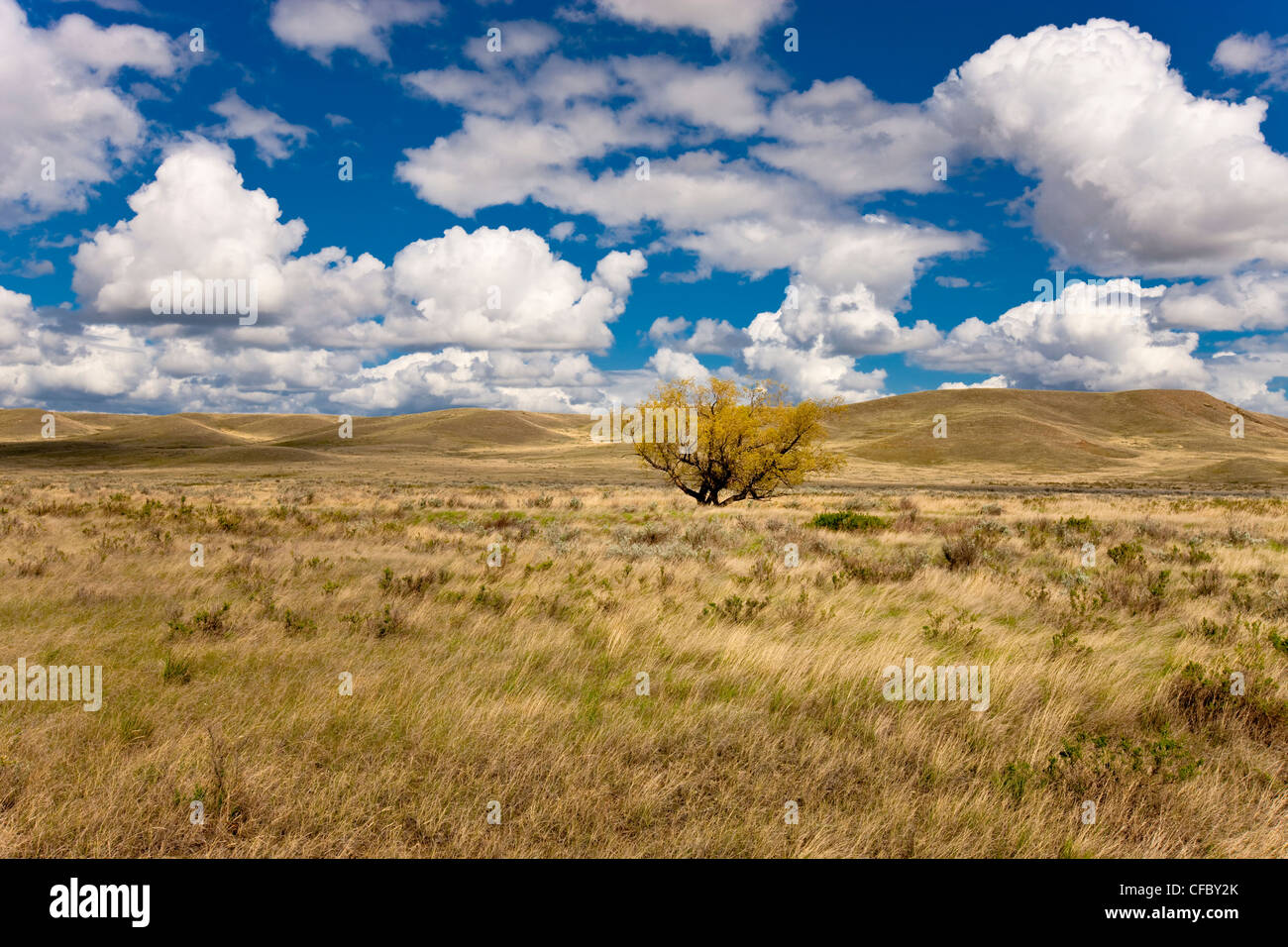 Lone tree in Grasslands National Park‎, Saskatchewan, Canada Stock