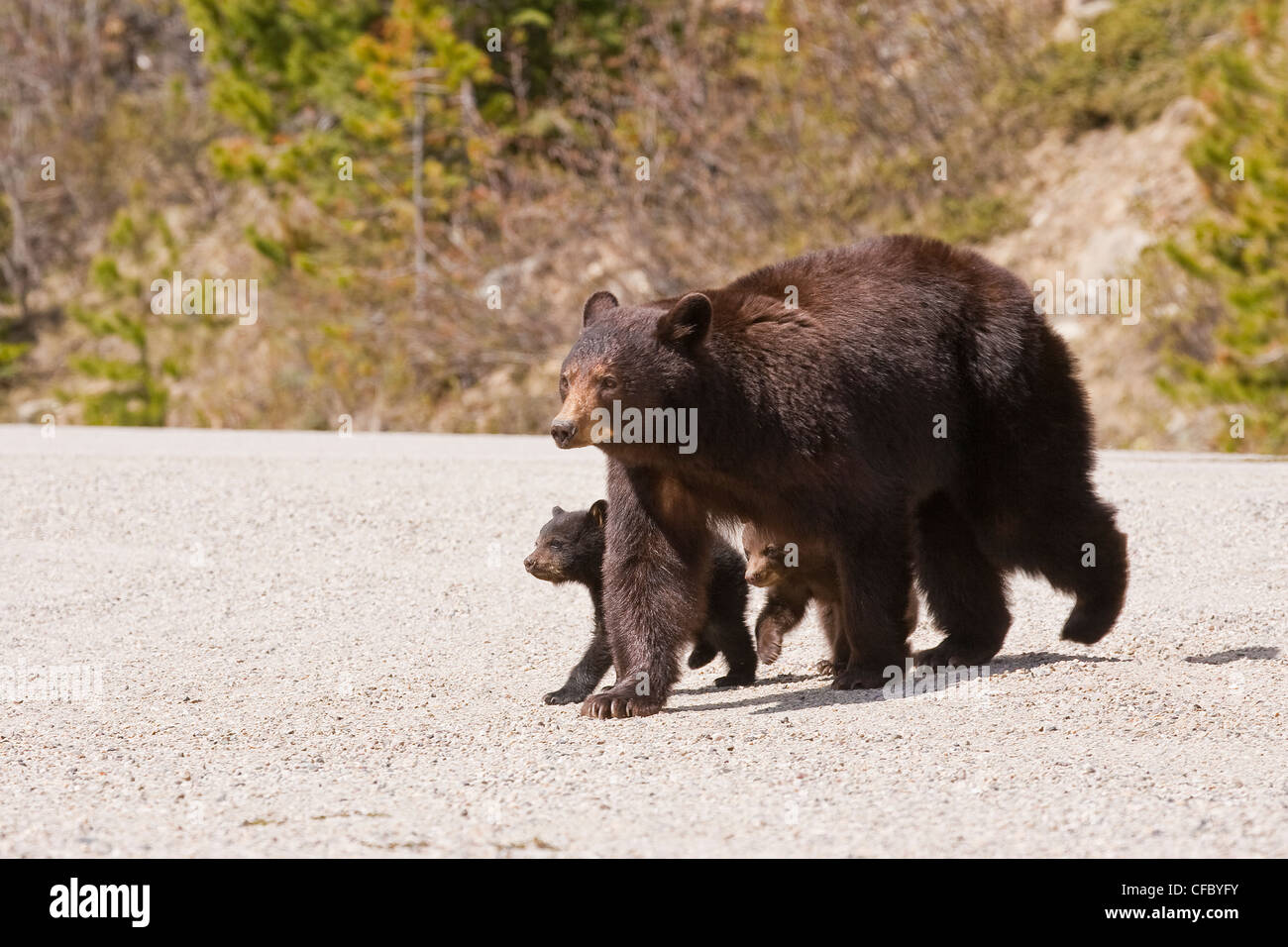 Black bear cubs walking hi-res stock photography and images - Alamy