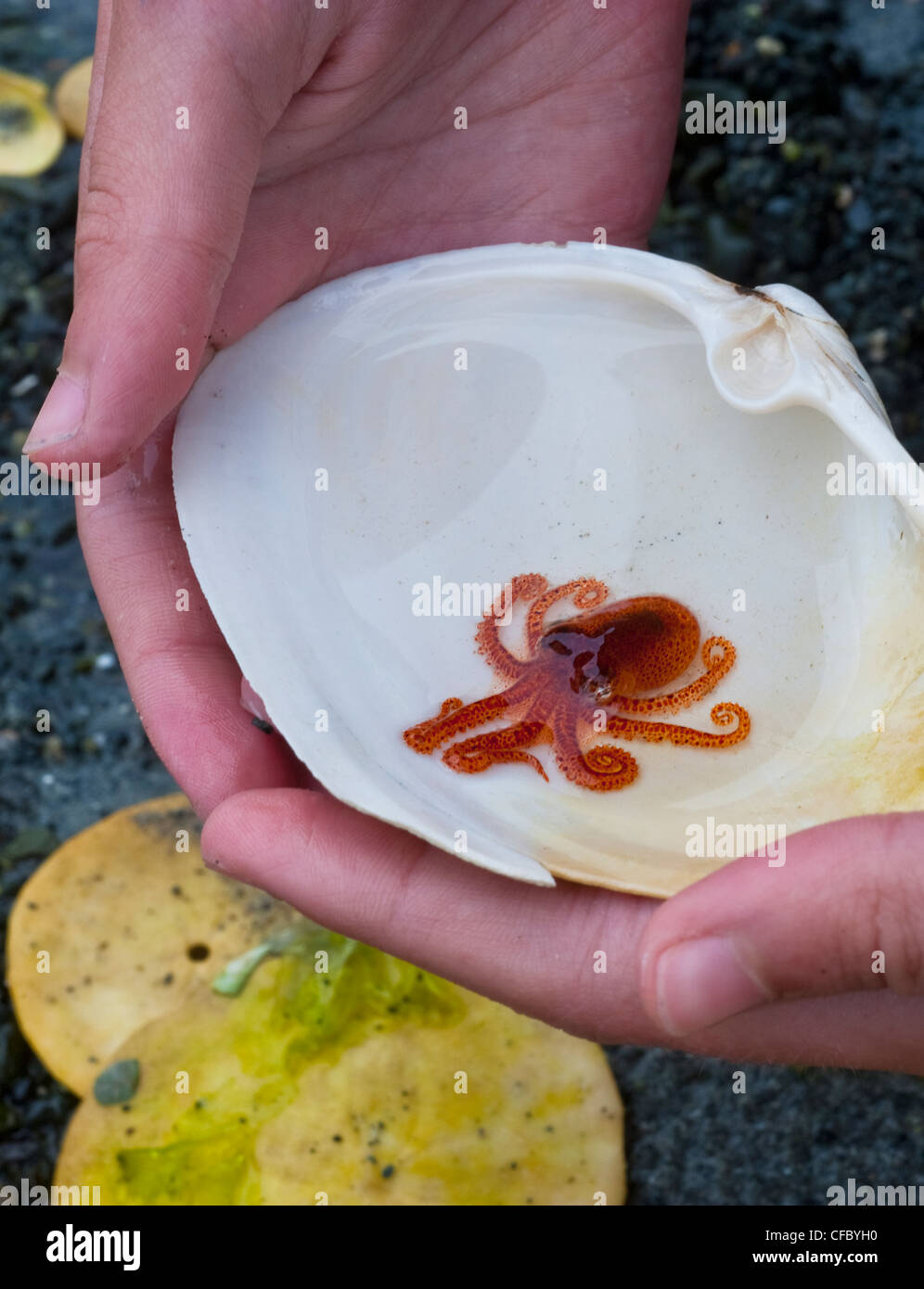 Baby Giant Pacific Octopus, (Enteroctopus dofleini) Denman Island