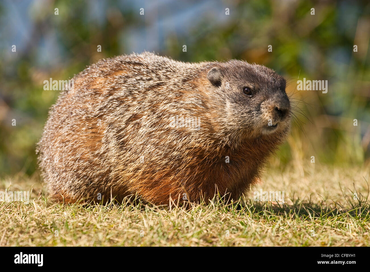 Groundhog/ Woodchuck (marmota monax) Stock Photo