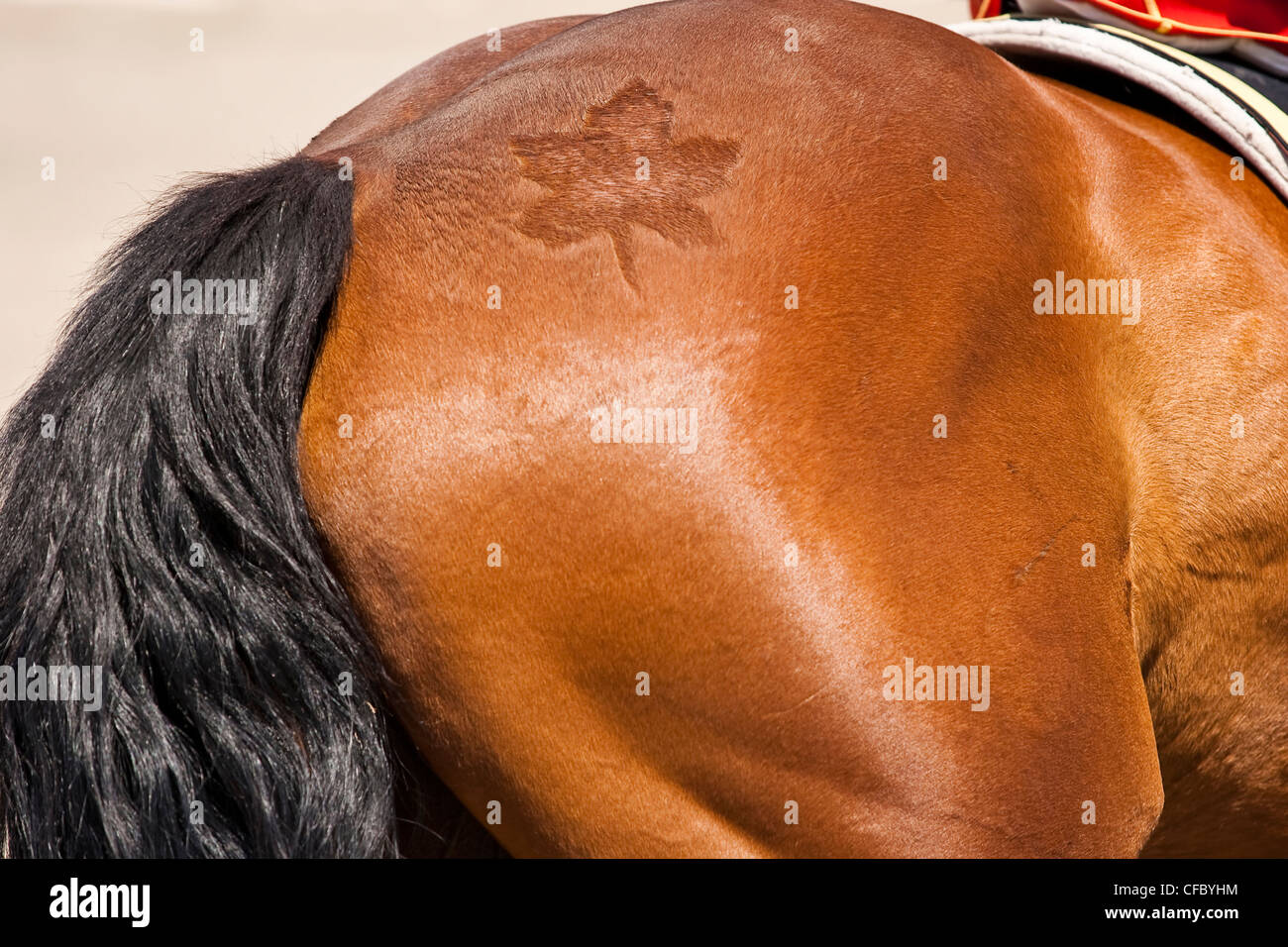 Maple leaf detail brushed into fur on rump of horse Stock Photo Alamy