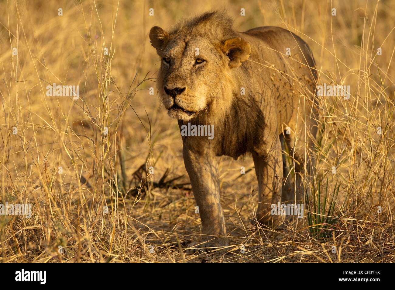 Male lion walking Stock Photo - Alamy