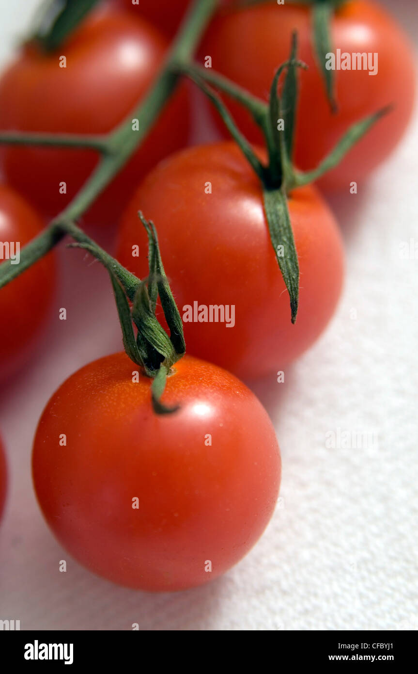 Close up of tomatoes on a vine on a white background Stock Photo - Alamy