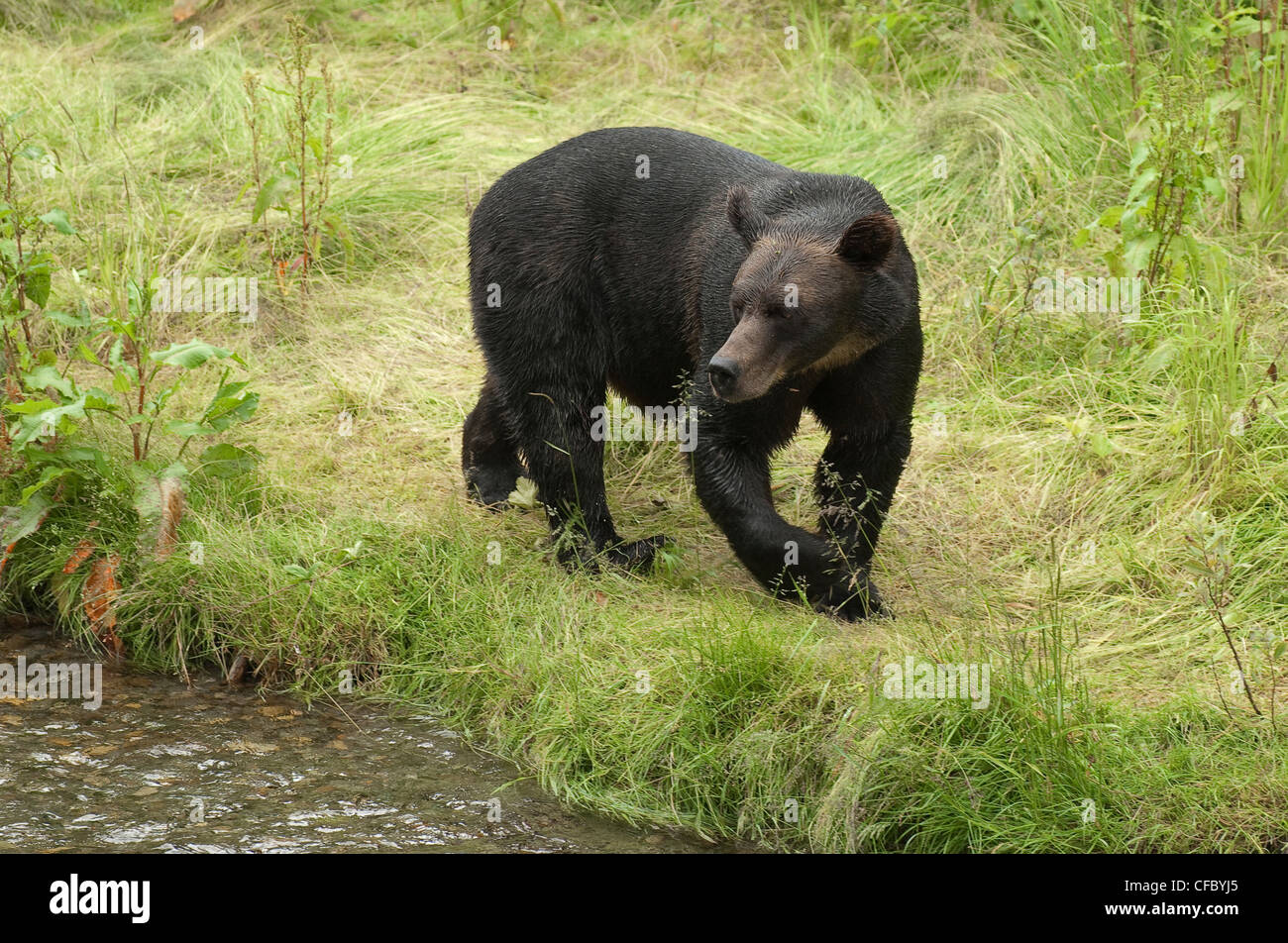 Grizzly bear (Ursus arctos horribilus) beside salmon spawning stream, Alaska, United States of America. Stock Photo