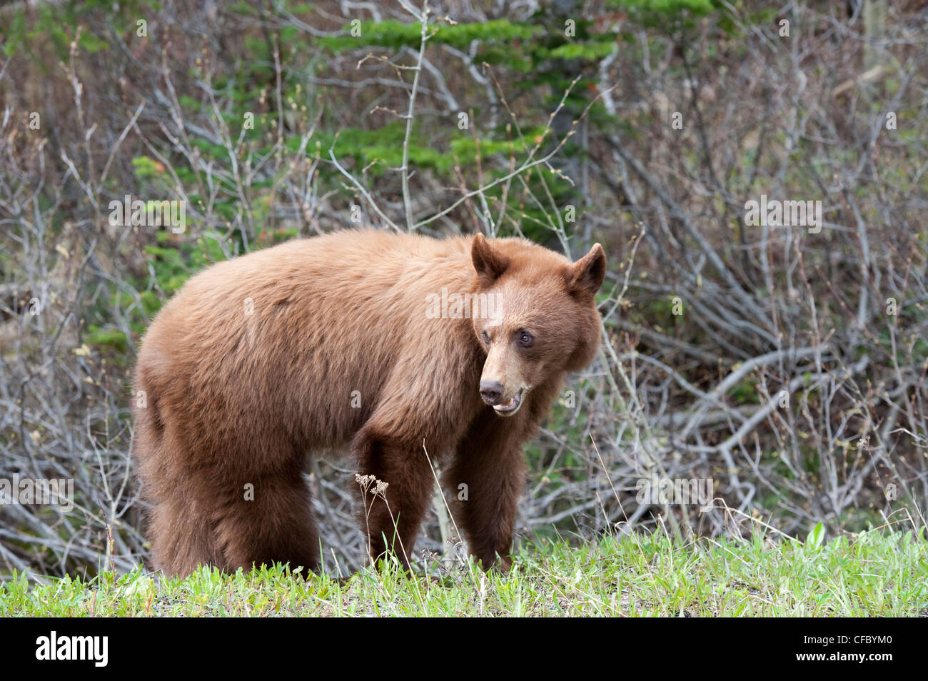 Black bear (Sub-speices name: Ursus americanus cinnamomum), Southwest Alberta, Canada. Stock Photo