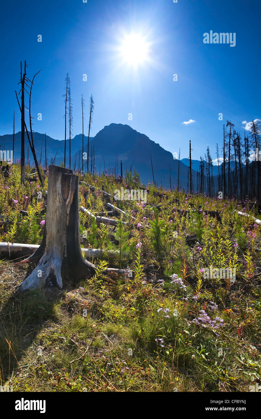 Forest renewal after 2003 Kootenay Wildfires Stock Photo
