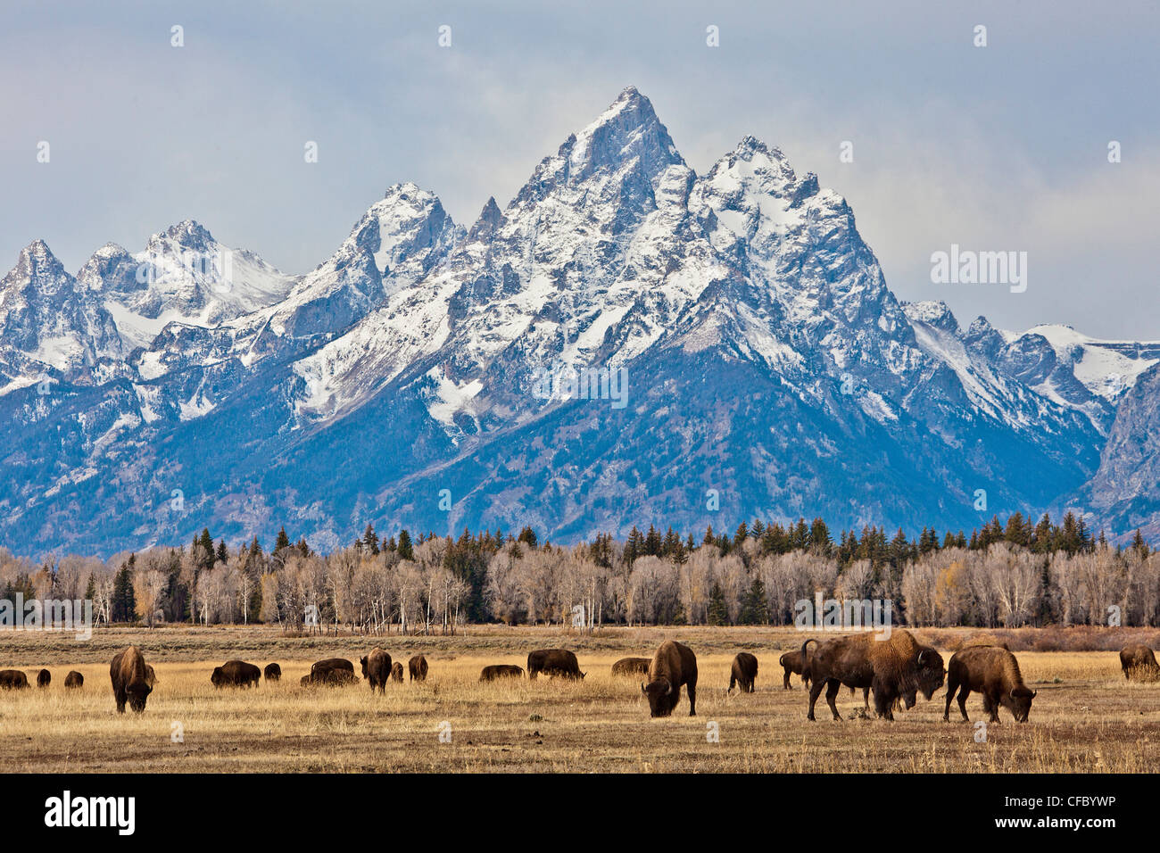 USA, United States, America, Wyoming, Grand Teton, National Park, Buffalos, animals, huge, mountains, park, pasture, river, snow Stock Photo