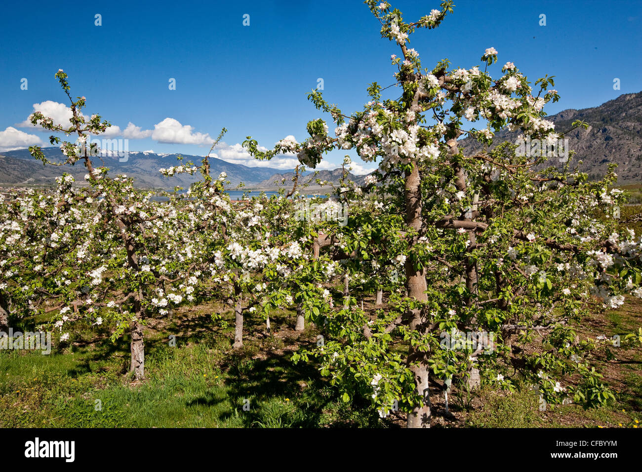 Osoyoos orchard hires stock photography and images Alamy
