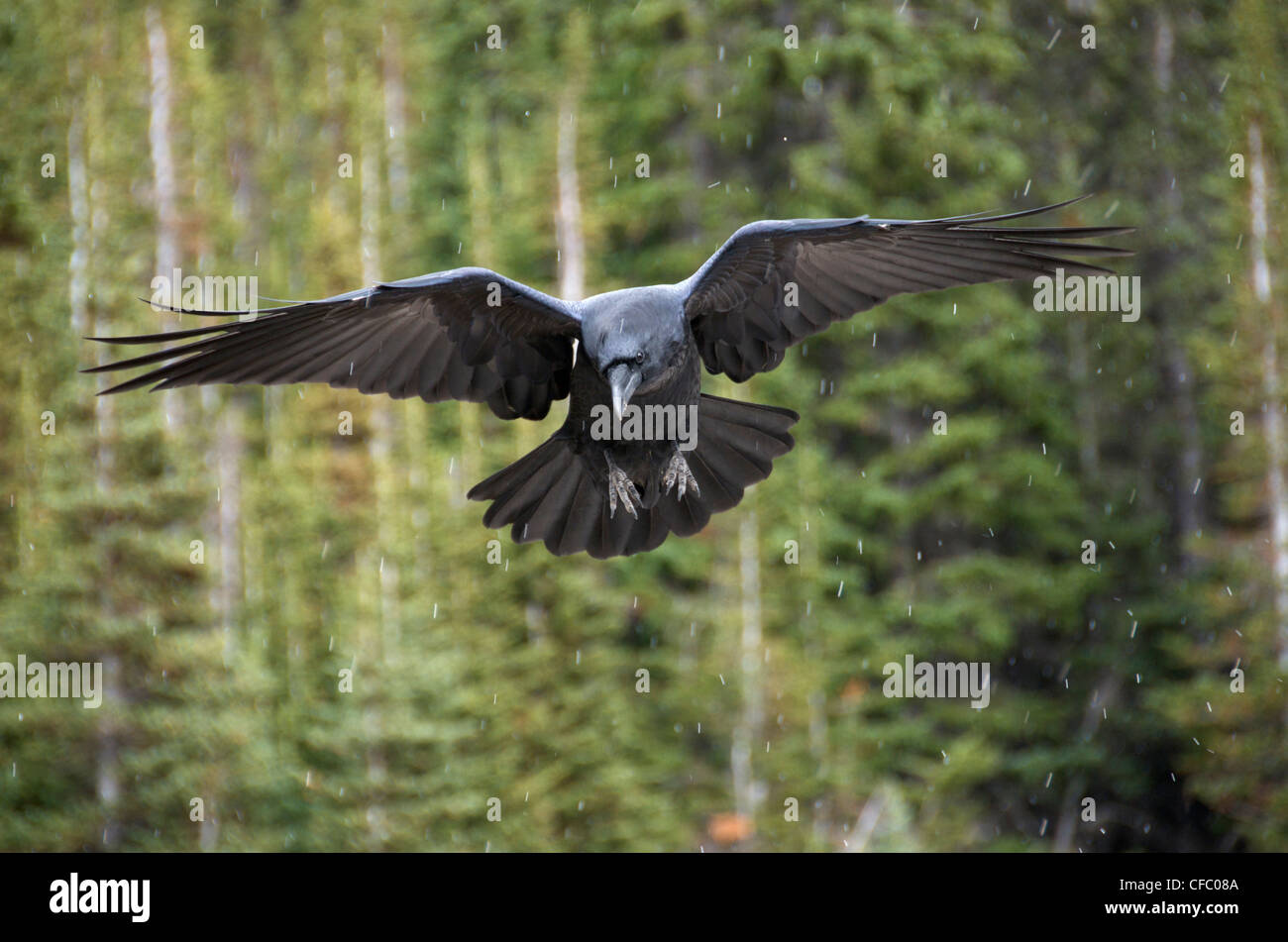 Adult Raven (Corvus corax) in flight with wings outstretched in a Boreal Forest, Alberta, Canada. Stock Photo