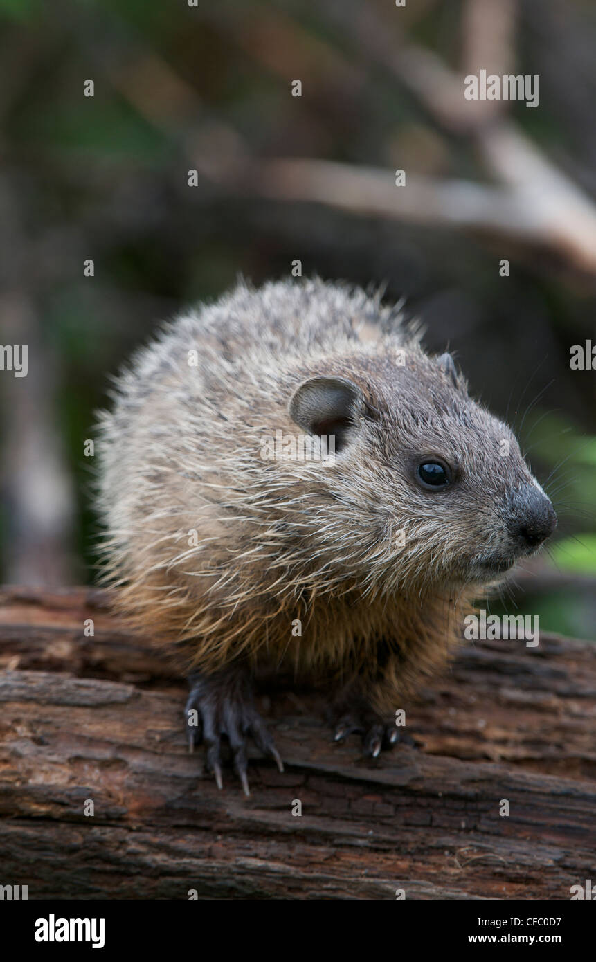 Young Groundhog or Woodchuck (Marmota monax) sitting on a stump, South