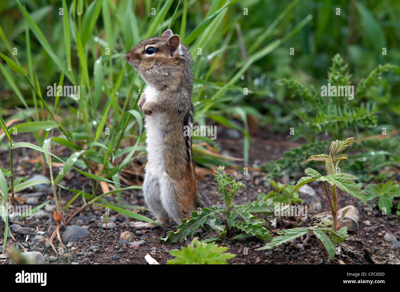 Eastern chipmunk (Tamias striatus) standing up in alert posture, South Gillies, Ontario, Canada. Stock Photo