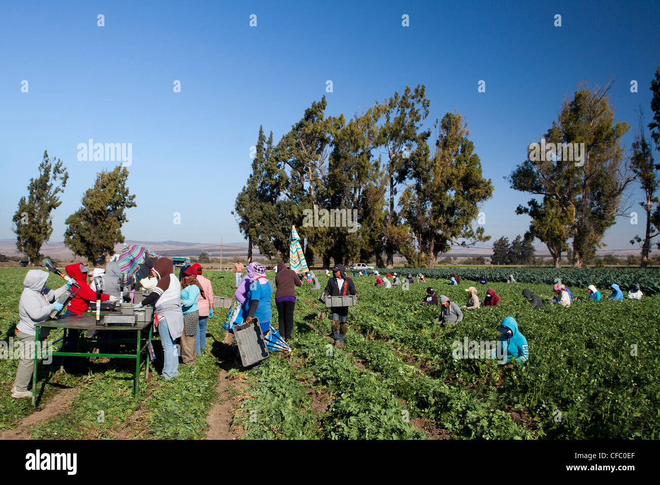 USA, United States, America, California, farmers, harvesting, cotton