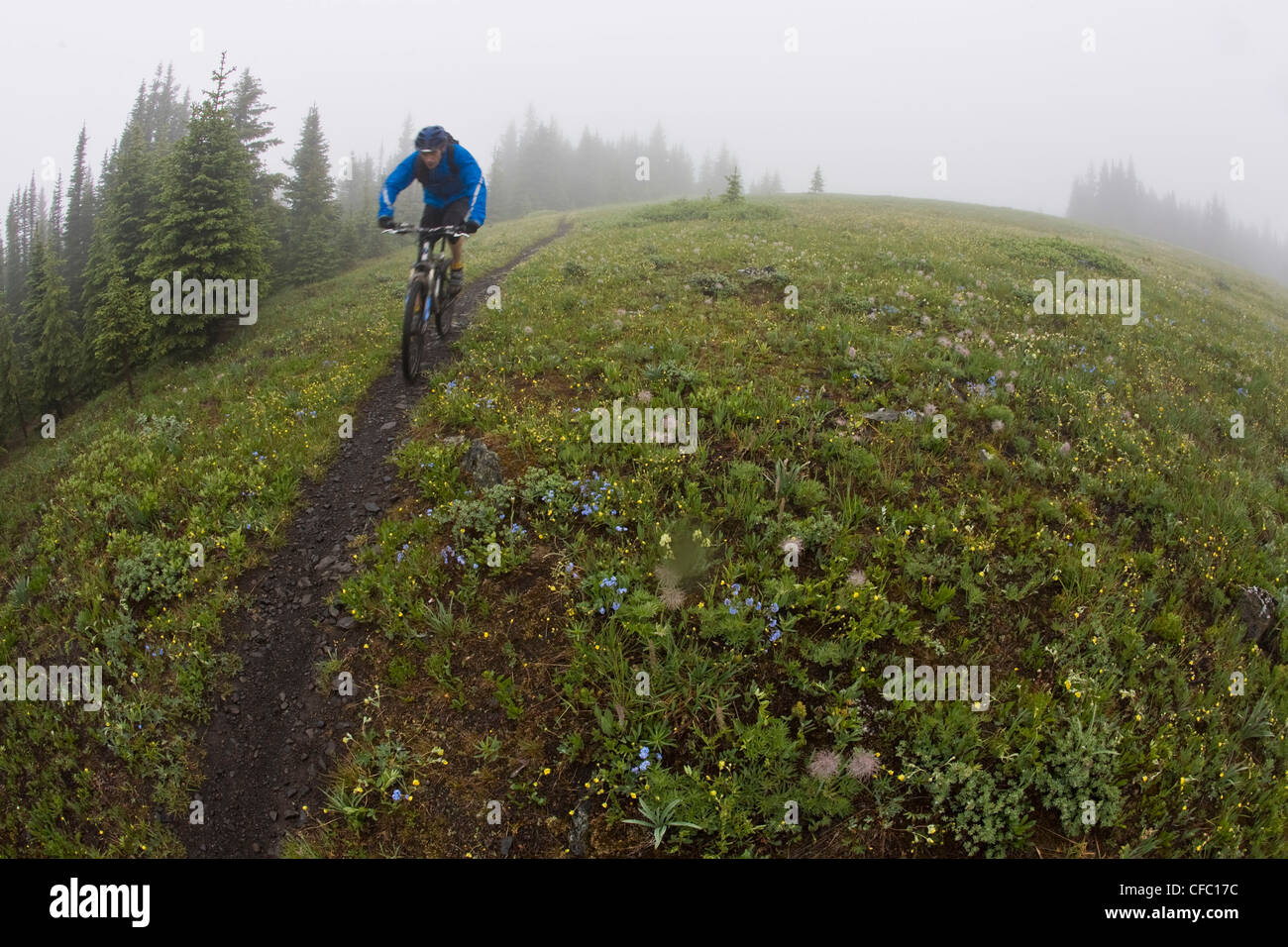 A mountain biker riding single track track of Jumping Pond Ridge in Kananaskis country, AB Stock Photo