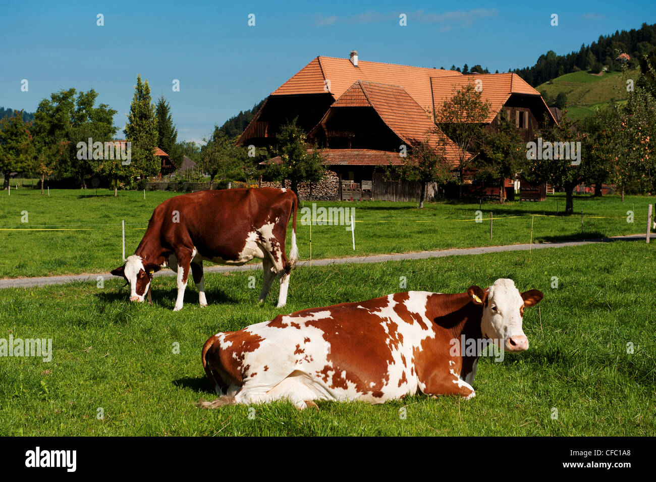 farm, farmhouse, farm house, farm stead, Emmental, Ey, canton Bern, cow, cattle, landscape, scenery, Langnau, dairy, dairy farmi Stock Photo