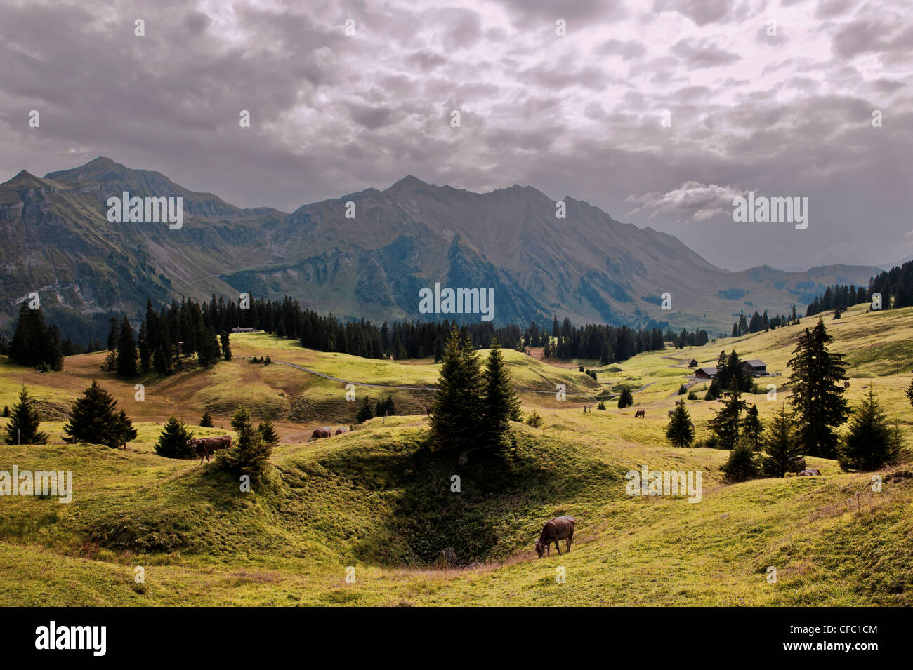 alpine farming, mountain landscape, mountainscape, mountain scenery, mountainous landscape, spruce, Glaubenbielen, autumn, fall, Stock Photo