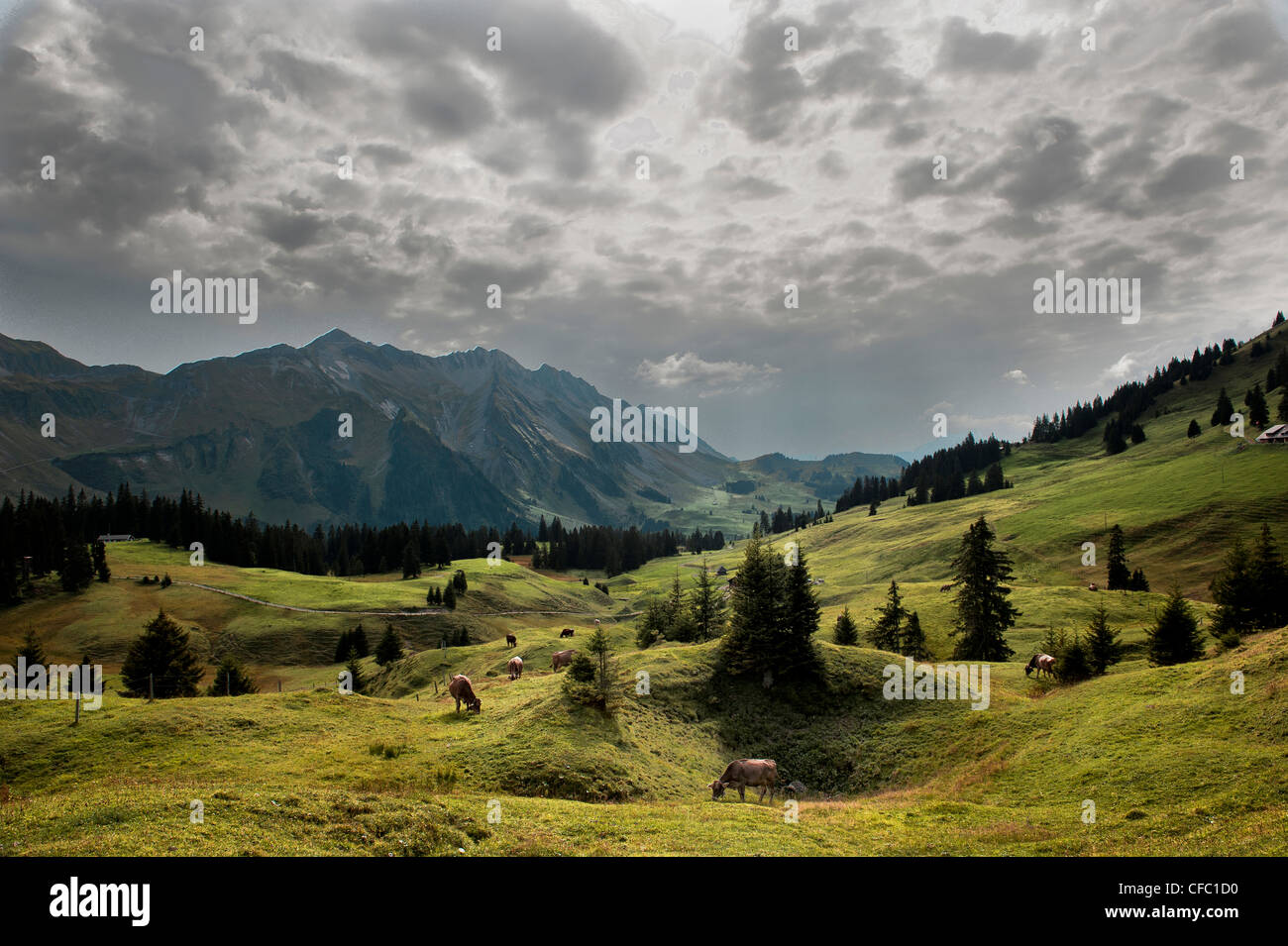 alpine farming, mountain landscape, mountainscape, mountain scenery, spruce, Central Switzerland, Glaubenbielen, autumn, fall, c Stock Photo