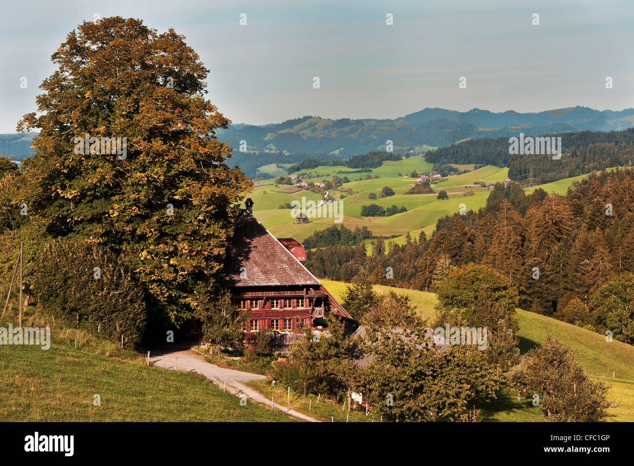 farm stead, tree, farmerhouse, Emmental, Grat, house, farm, hilly countryside, hill country, downs, hilly landscape, canton Bern Stock Photo