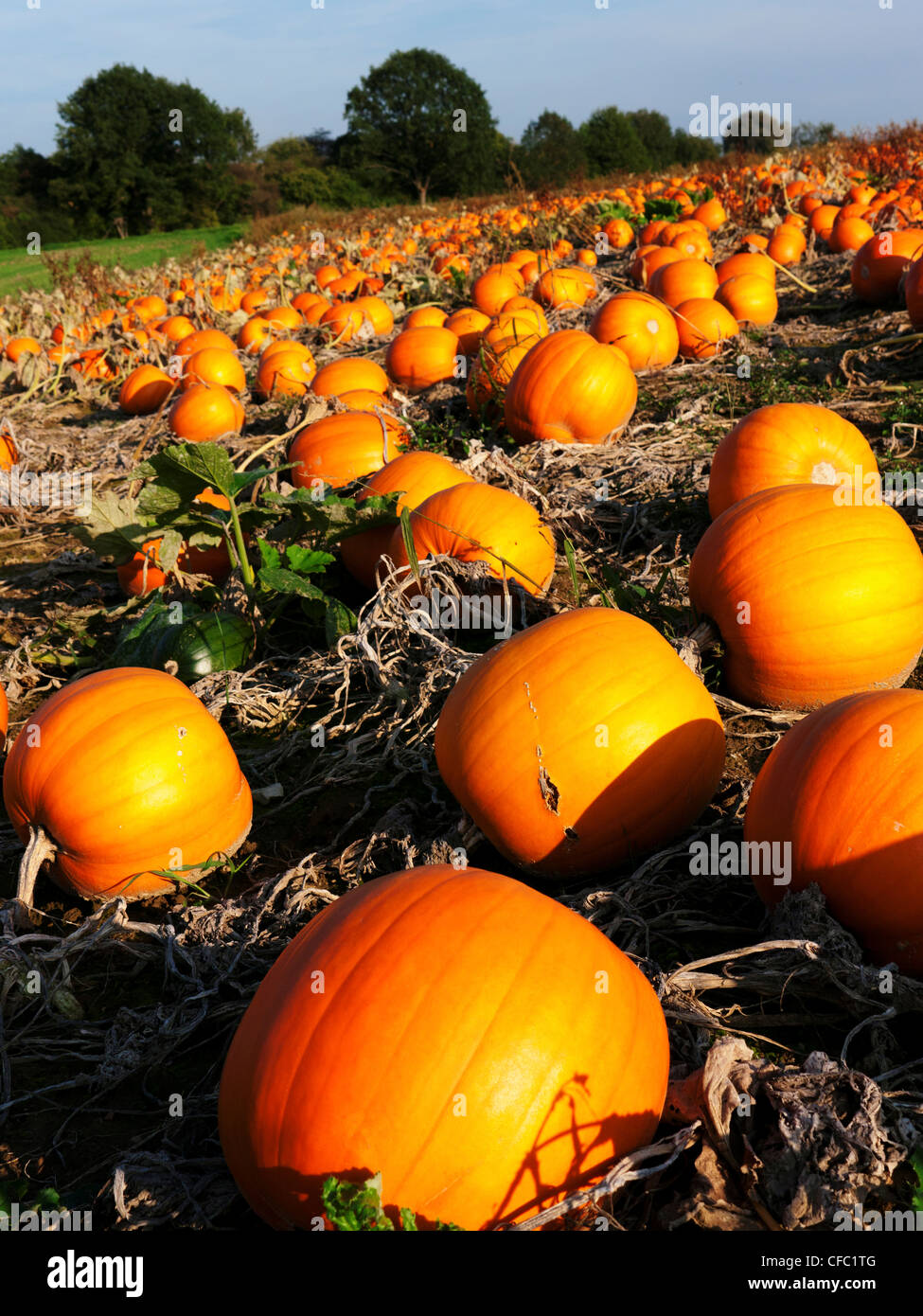 field, Bavaria, Upper Bavaria, berry, Cucurbitaceae, Cucurbita, pumpkin, cucurbit, gourd family, Germany, Ehekirchen, field crop Stock Photo
