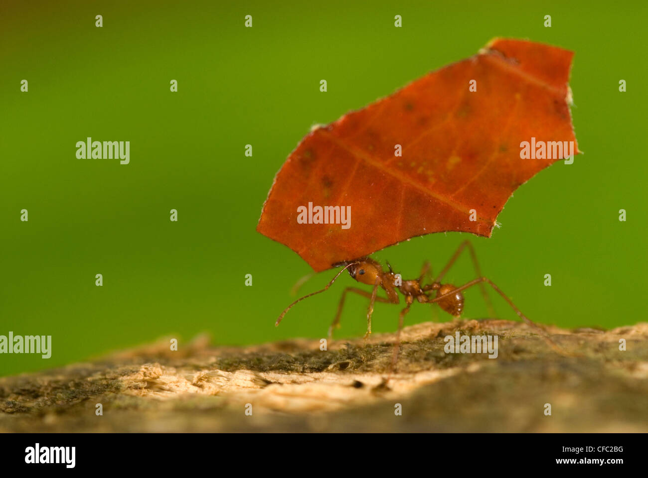 Leaf-cutter ant carries a red leaf in Corcovado, Costa Rica Stock Photo