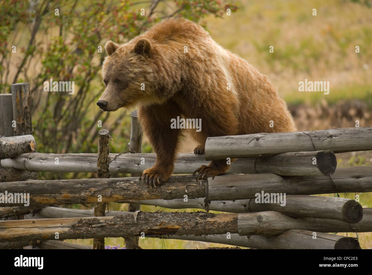 A sow Grizzly Bear on a Russell Fence, Chilko River, British Columbia, Canada Stock Photo