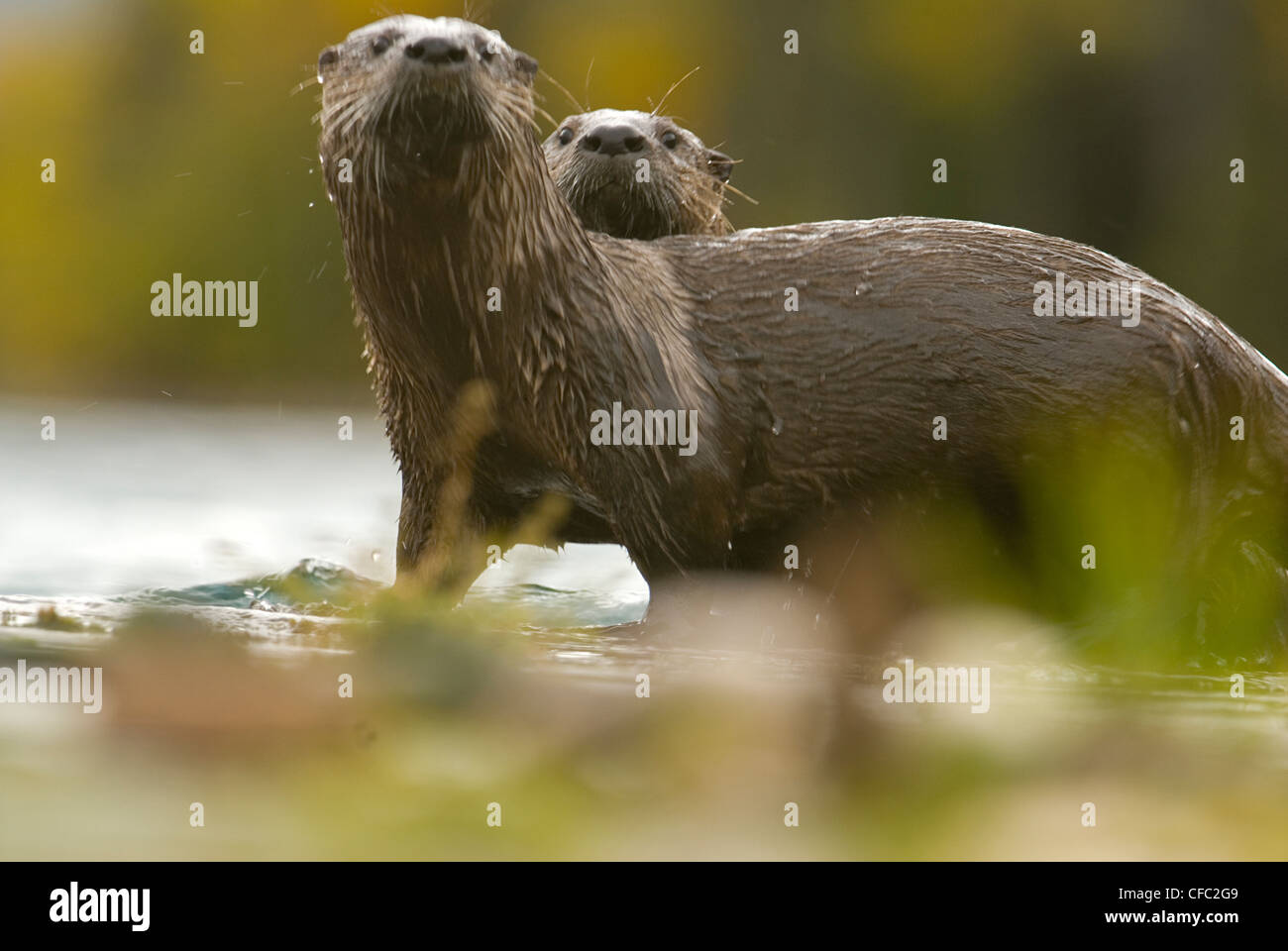 River otters play happily on a dock on the Chilko River, British Columbia, Canada Stock Photo