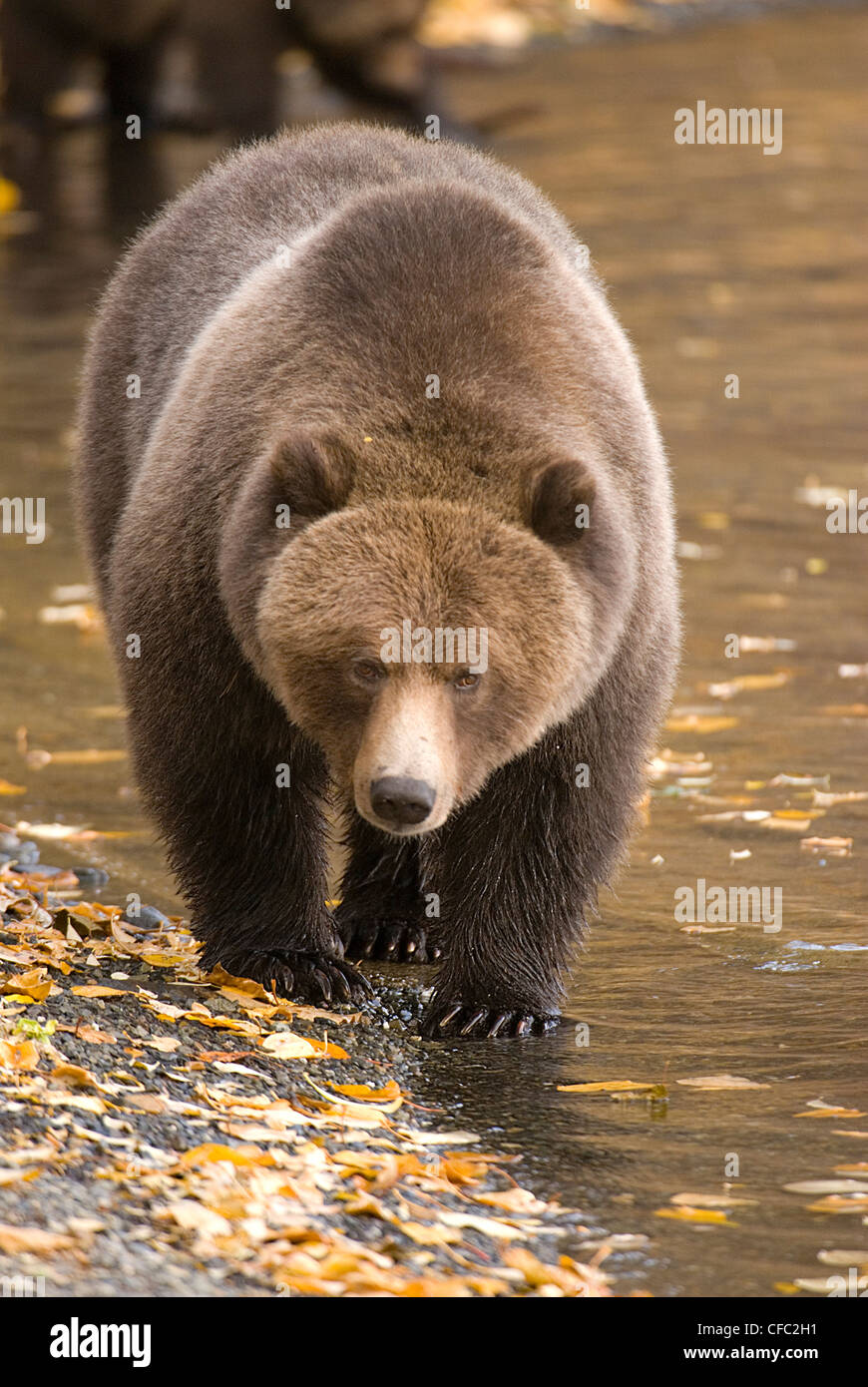 A Grizzly Bear walks along the shoreline of the Chilko River, British