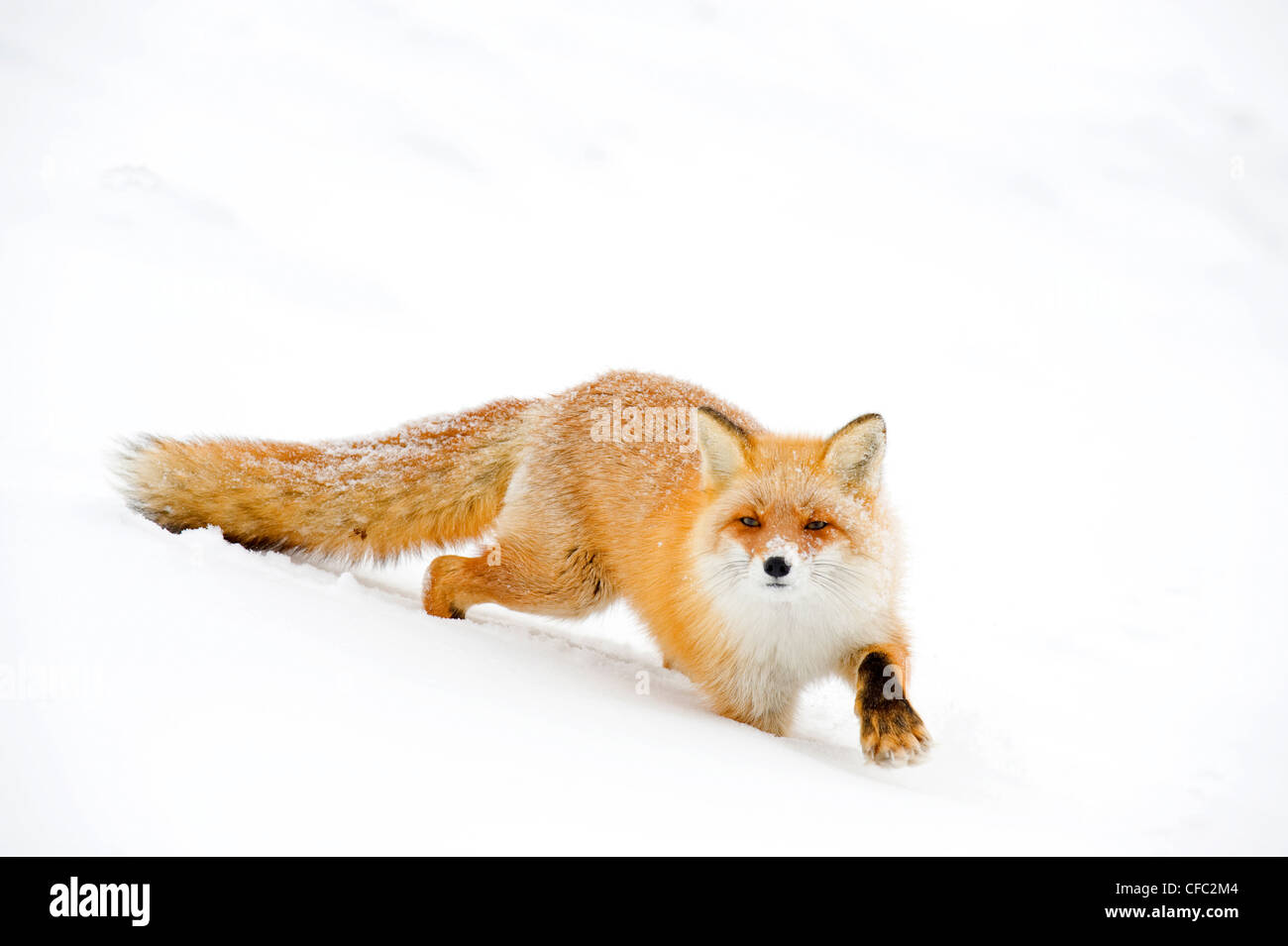 Hokkaido red fox, Japan Stock Photo Alamy
