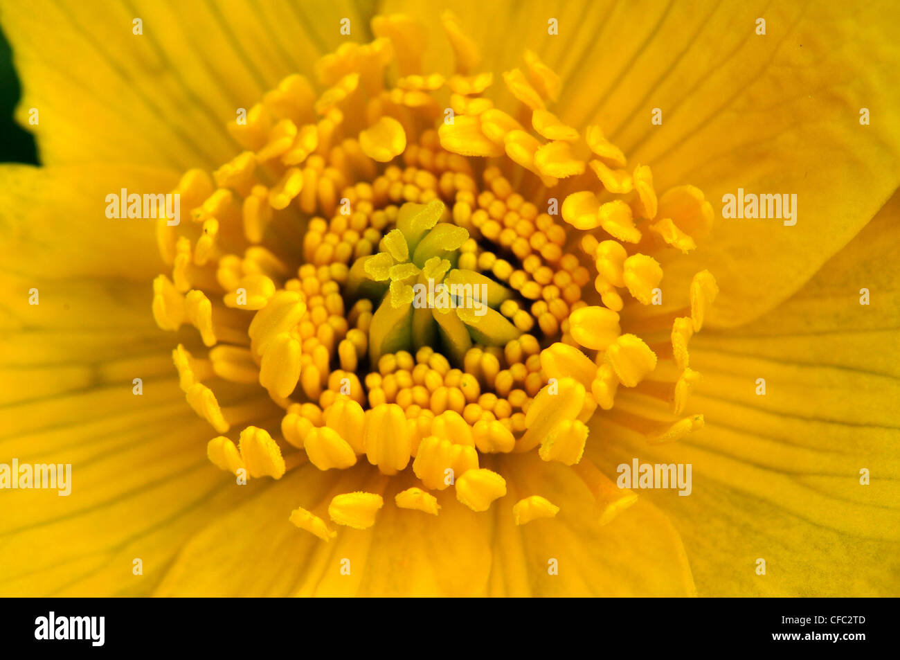 The centre of a bright yellow marsh marigold flower UK Stock Photo
