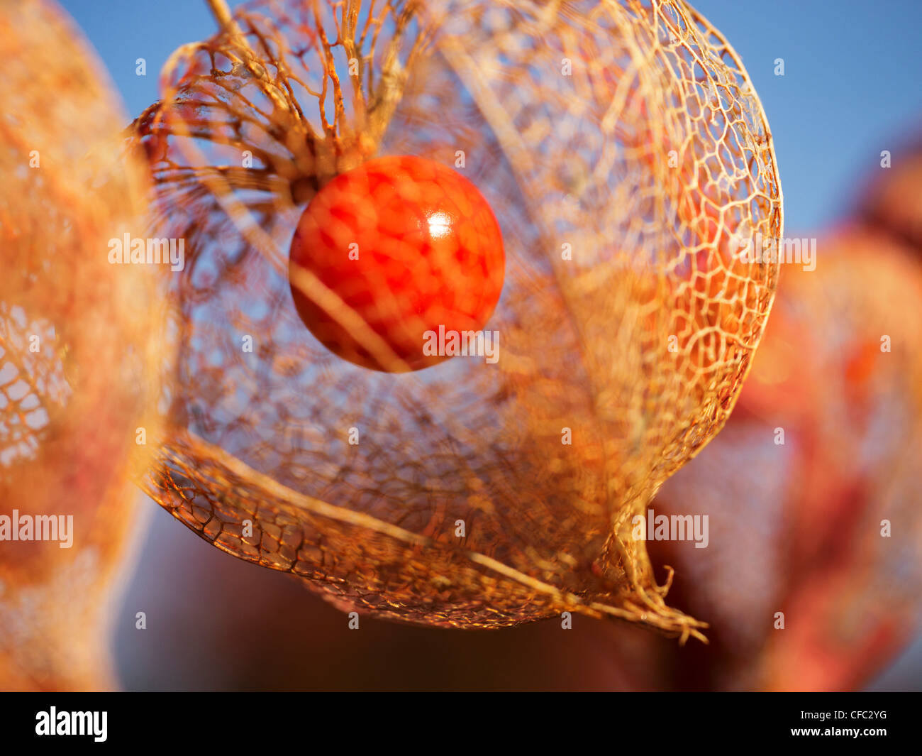 berry, vein, leaf-vein, nervure, autumn, fall, groundcherry, ground cherry, ground cherry, lampion, Chinese lantern, nightshade Stock Photo