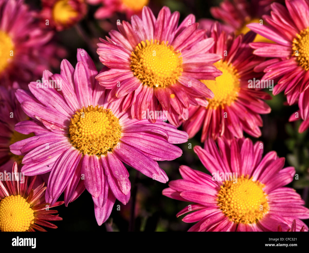 aster, Asteraceae, flowers, blossom, bloom, flora, garden, gardening, horticulture, yellow, canton Bern, aster family, aster fam Stock Photo