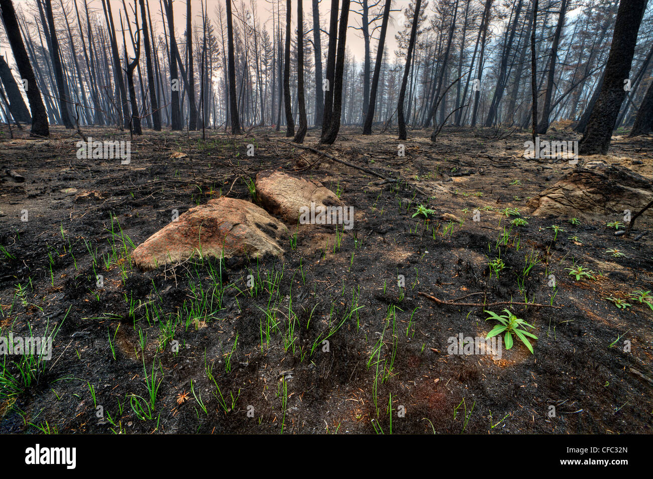 forest fire imagery in the Chilcotin region of British Columbia Canada Stock Photo