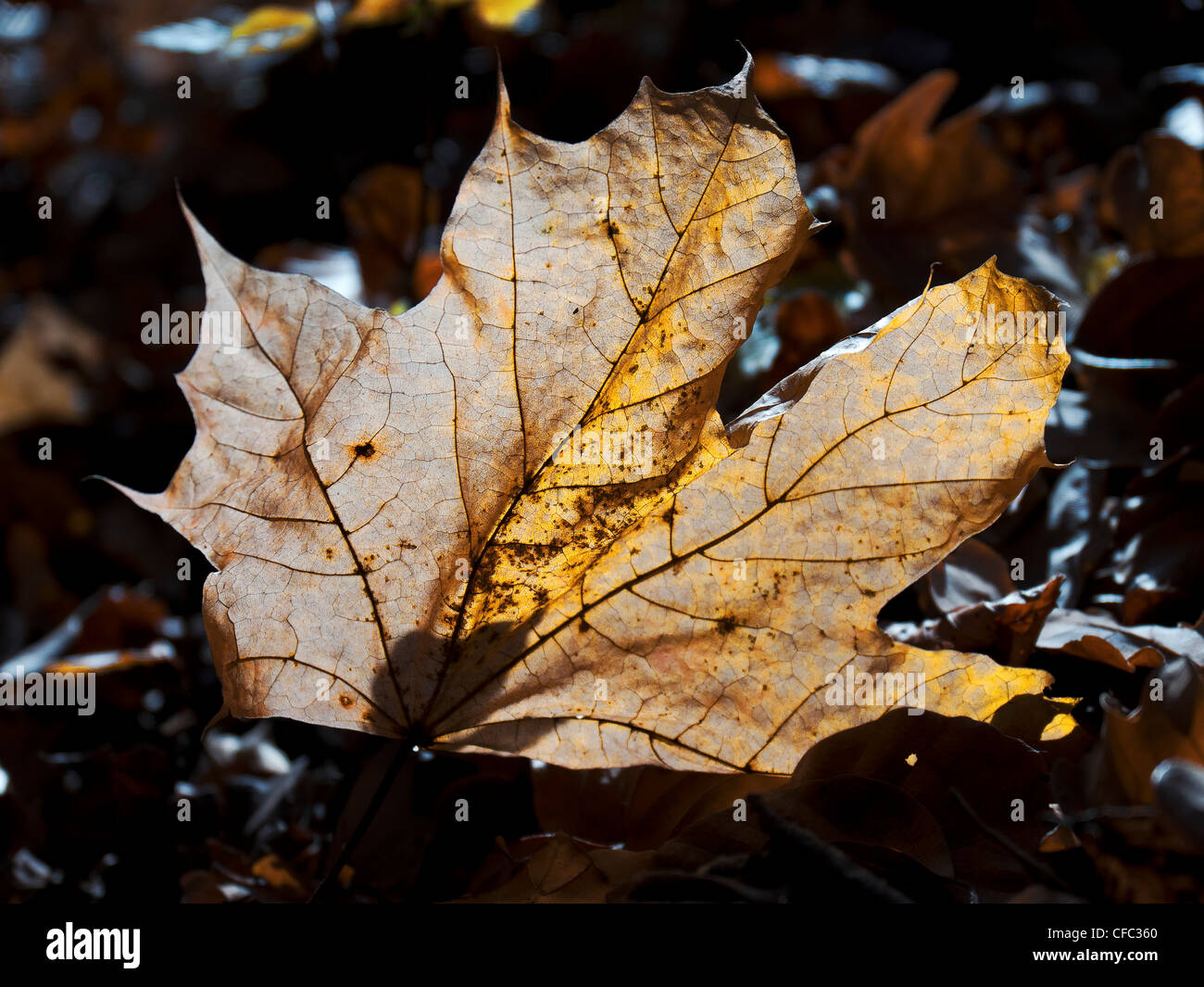 Acer platanoides, Norway maple, acer, sycamore, leaf, tree, leaf, yellow, autumn, fall, autumn, canton Bern, forest, wood, Switz Stock Photo