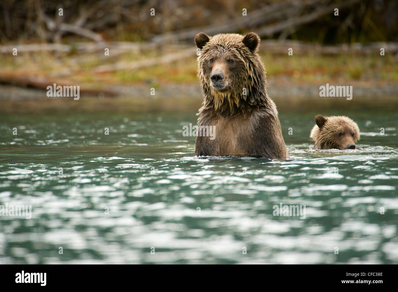 sow cub Grizzly Bear Ursus horribilis swim after Stock Photo