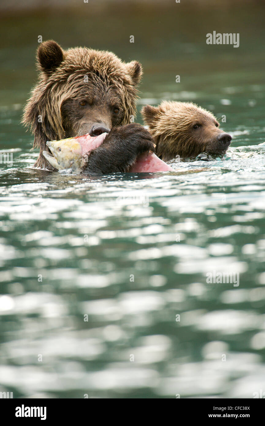 sow cub Grizzly Bear Ursus horribilis swim after Stock Photo