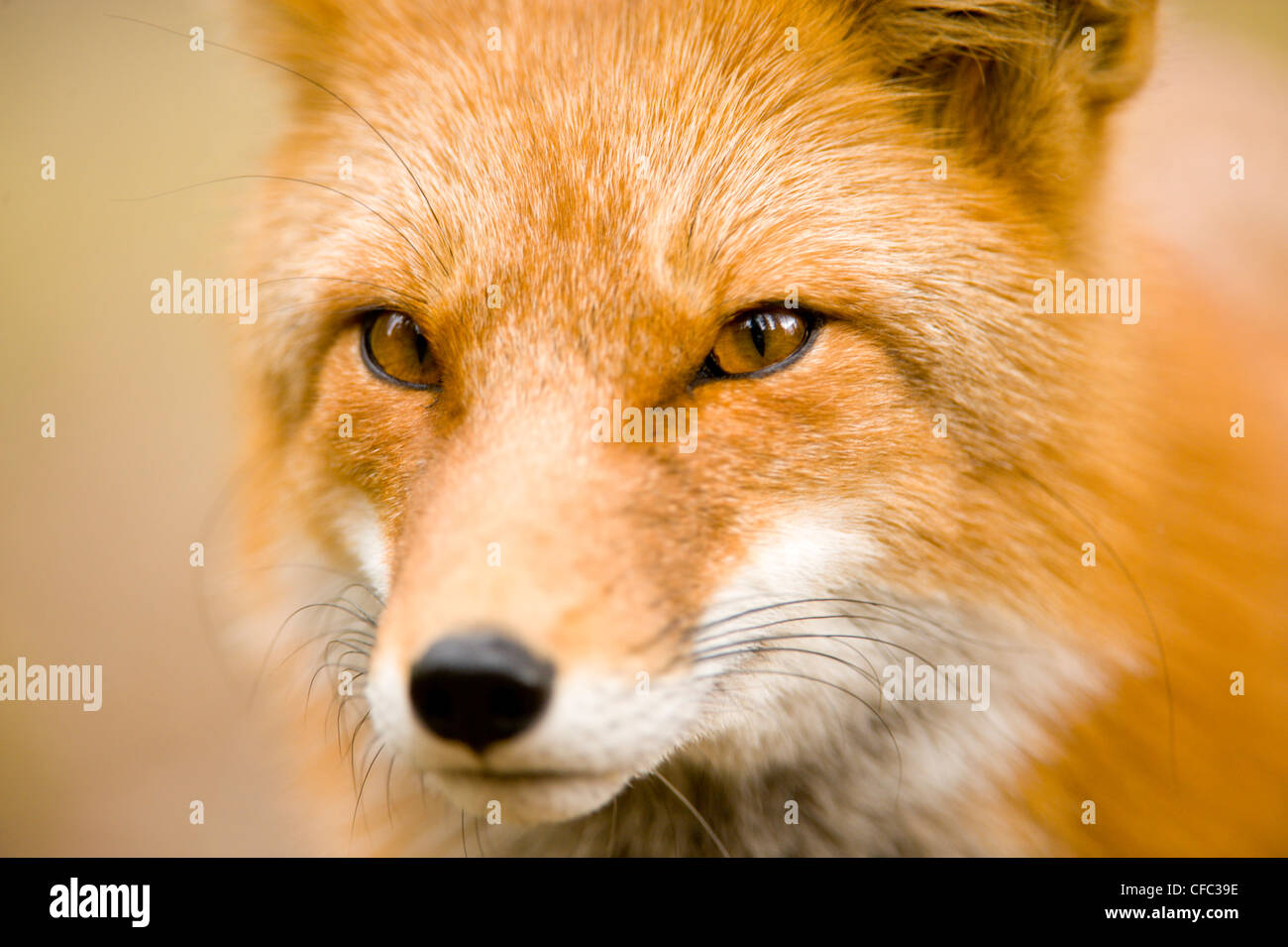 A Red Fox, Vulpes vulpes, portrait, British Columbia, Canada Stock Photo