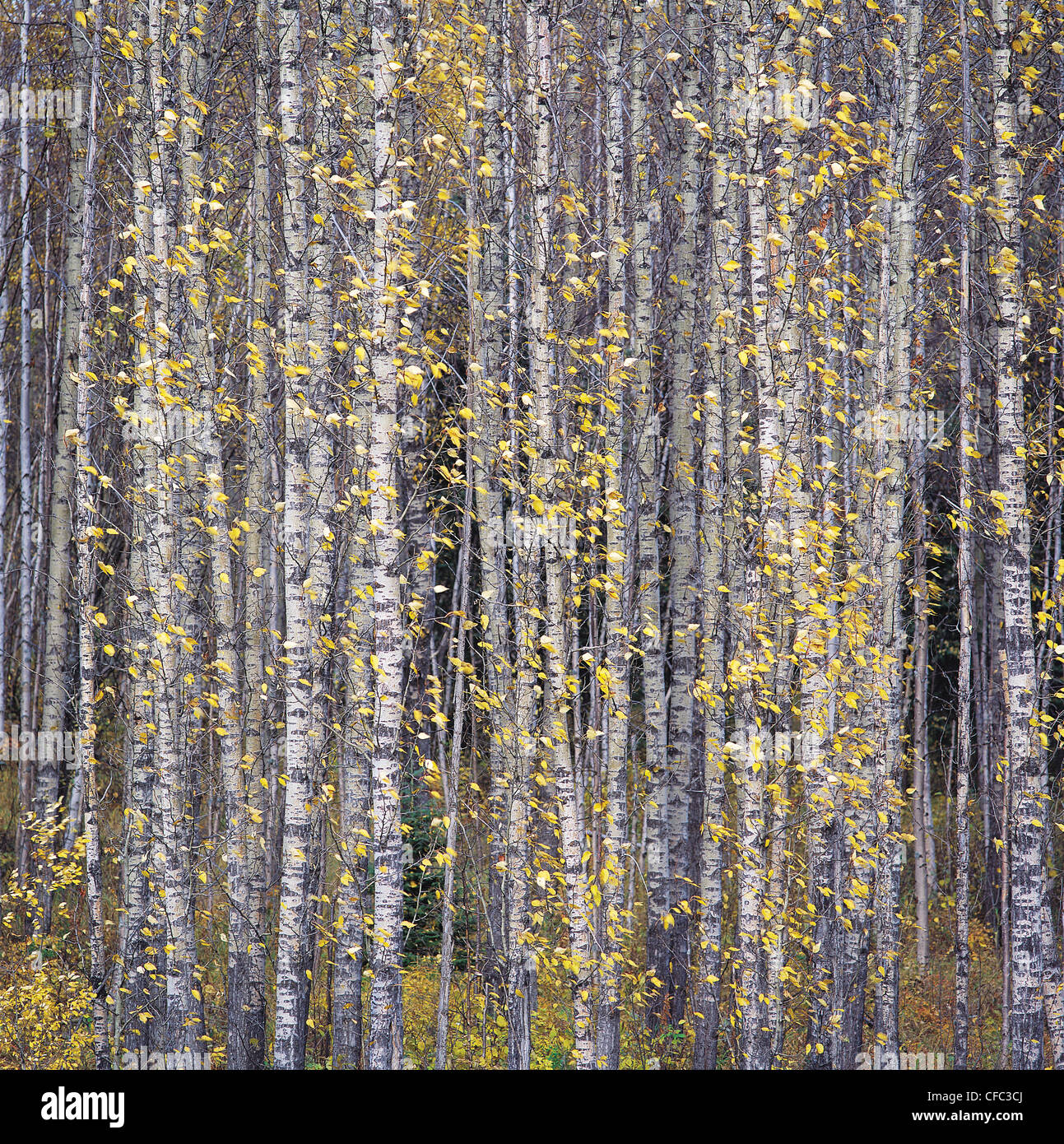 Fall foliage in balsam poplar grove heightened by the late afternoon sun, Edson, Alberta Stock Photo