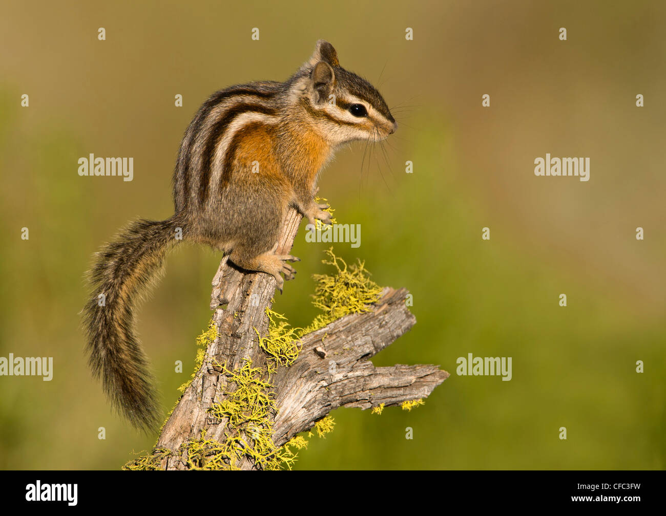Neotamias Least Chipmunk (Neotamias minimus), Deschutes National Forest, Oregon ...