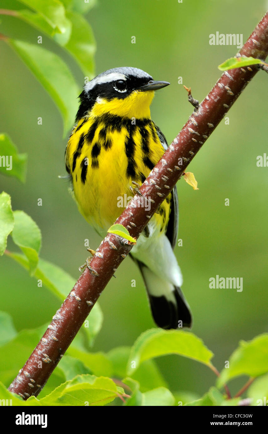 Magnolia Warbler (Dendroica magnolia), Cold Lake Provincial Park, Alberta, Canada Stock Photo