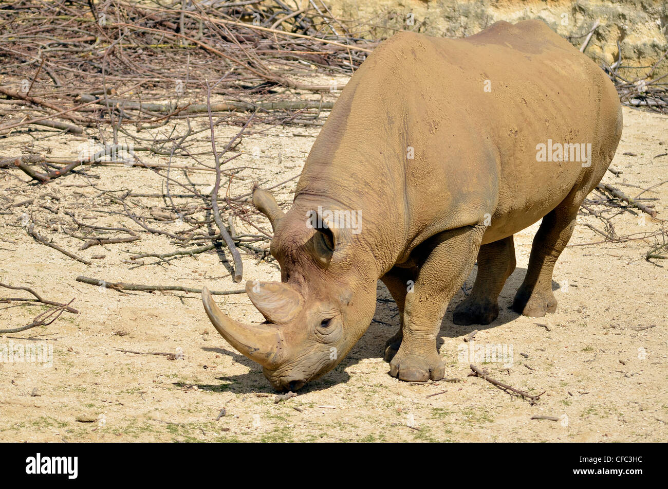 Closeup Black Rhinoceros (Diceros bicornis) Stock Photo