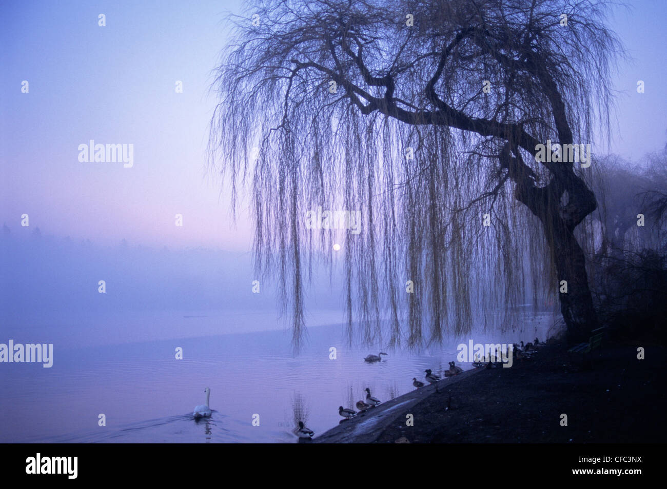 Lost Lagoon in fog, Stanley Park, Vancouver, British Columbia, Canada Stock Photo