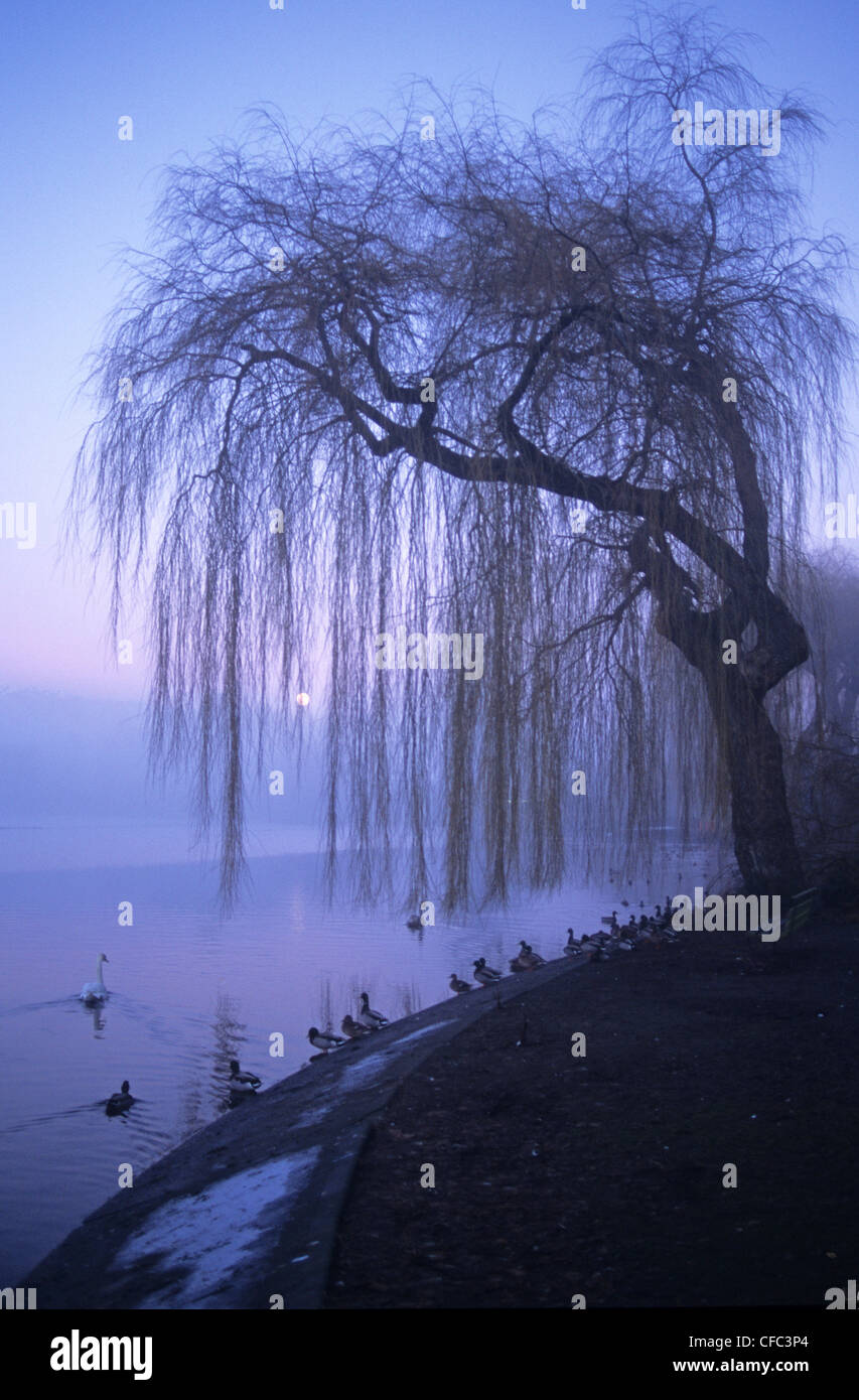 Lost Lagoon in fog, Stanley Park, Vancouver, British Columbia, Canada Stock Photo