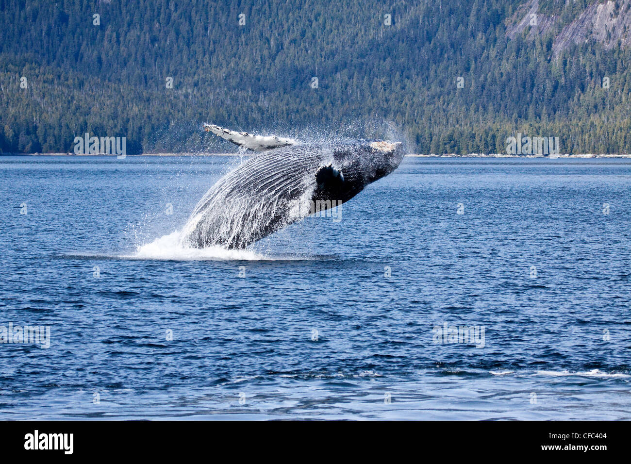 A Humpback Whale breaching on the British Columbia Central Coast in Canada Stock Photo