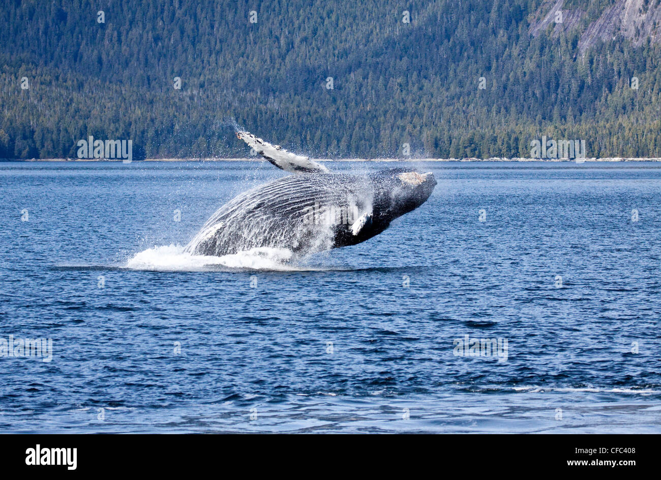 A Humpback Whale breaching on the British Columbia Central Coast in Canada Stock Photo