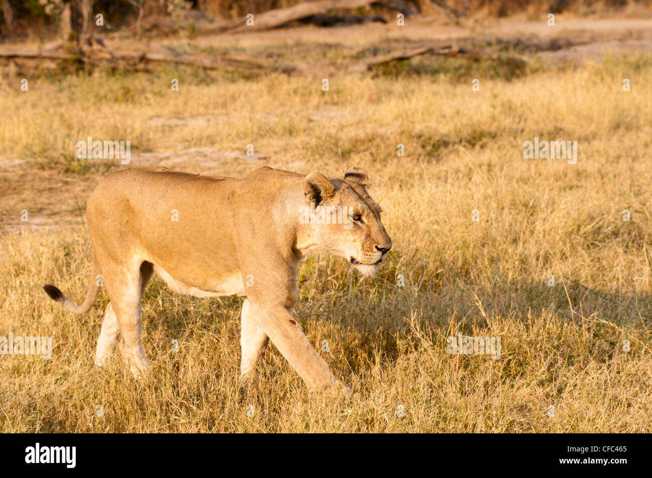 Lioness panthera leo walking hi-res stock photography and images - Alamy