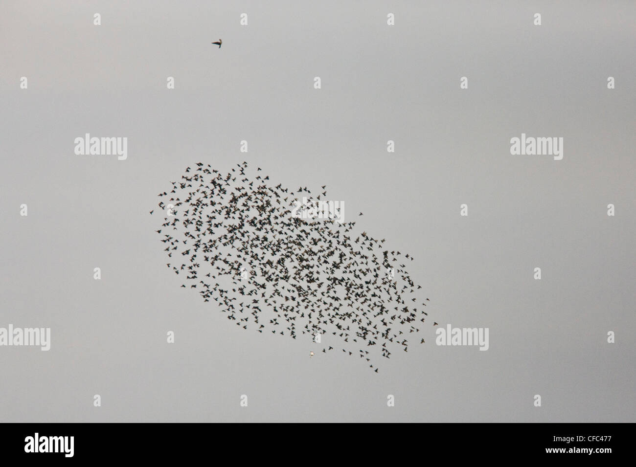 Flock of Starlings being attacked by a Peregrine Falcon; north Norfolk. Stock Photo
