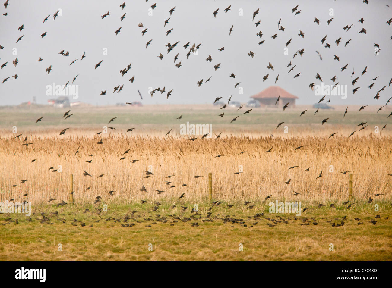 Flock of Starlings, Cley Marshes, north Norfolk. Stock Photo