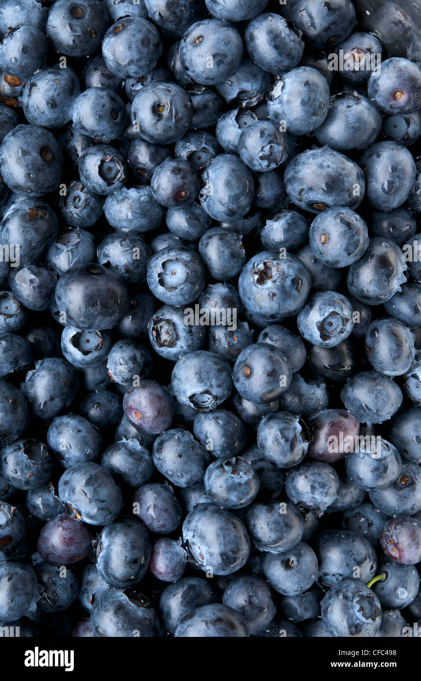 Close up of blueberries (Vaccinium corymbosum) Stock Photo