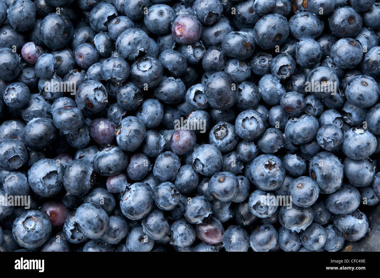 Close up of blueberries (Vaccinium corymbosum). Stock Photo