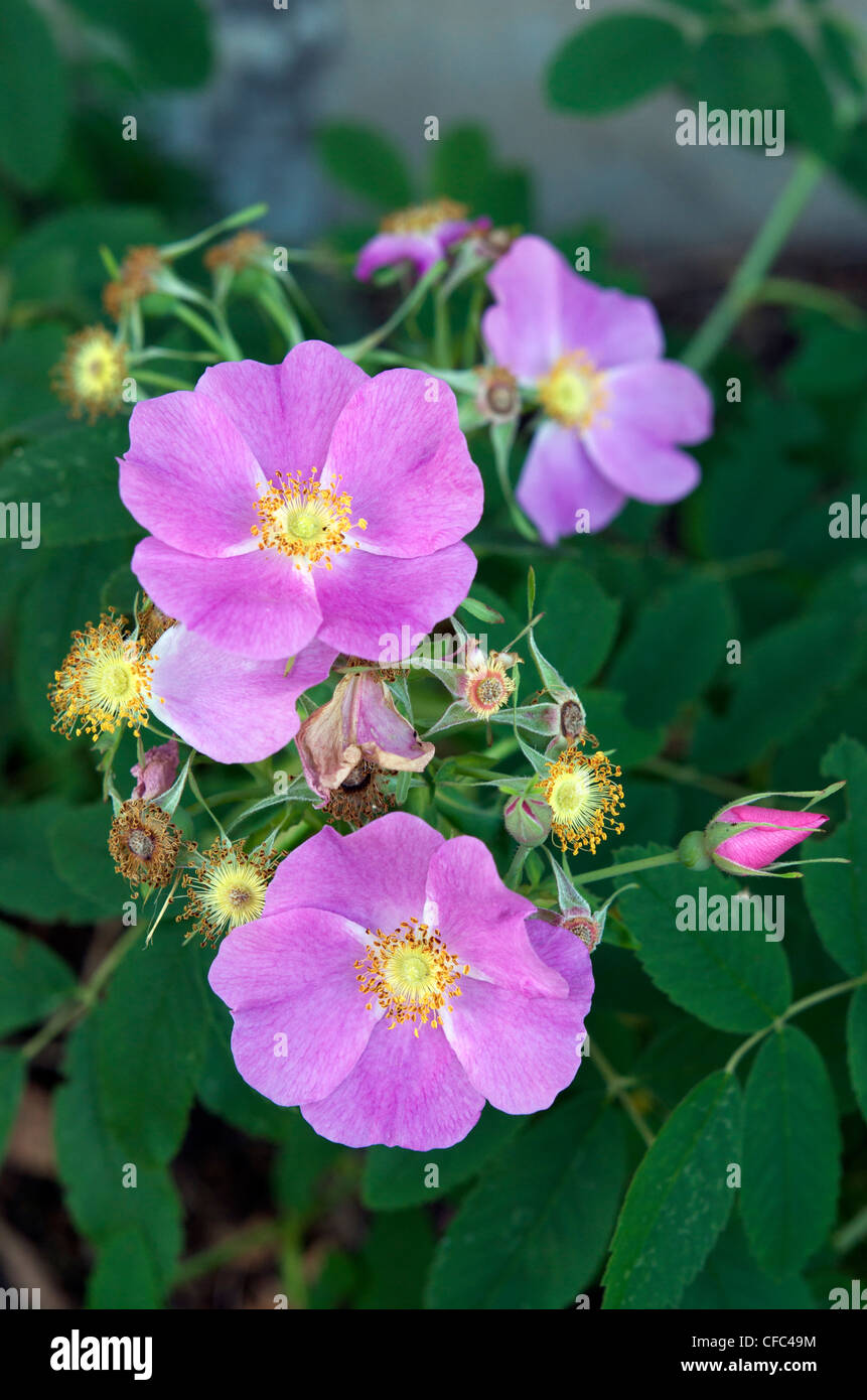 Wild Rose or Prickly Rose (Rosa acicularis), the official floral emblem of the Province of Alberta, Canada. Stock Photo