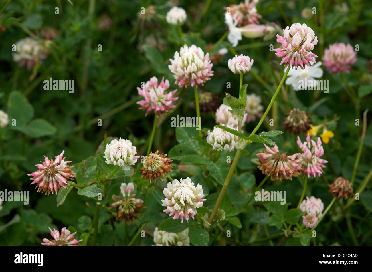 White clover (Trifolium repens) Stock Photo